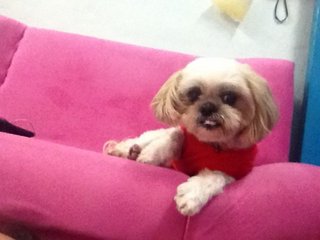 Abby - Shih Tzu Dog