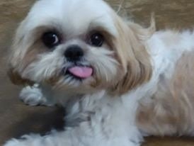 Abby - Shih Tzu Dog