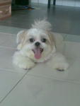 Abby - Shih Tzu Dog