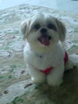 Abby - Shih Tzu Dog