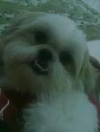 Abby - Shih Tzu Dog