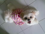 Abby - Shih Tzu Dog