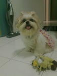 Abby - Shih Tzu Dog