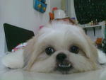 Abby - Shih Tzu Dog