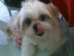 Abby - Shih Tzu Dog