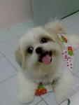 Abby - Shih Tzu Dog