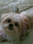 Abby - Shih Tzu Dog