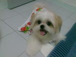 Abby - Shih Tzu Dog