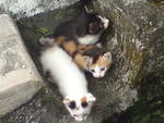 three little kittens