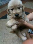 Golden Retriever - Big Bone - Golden Retriever Dog