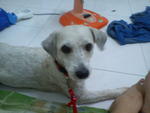 Botak - Terrier Dog