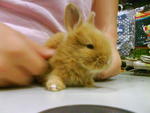 Rabbit 1 (Reserve for Angie)