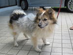 Jack - German Spitz Dog