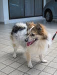 Jack - German Spitz Dog