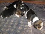  Champion Line Beagle Puppies - Beagle Dog