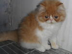 Pupununu - Persian Cat