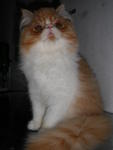 Pupununu - Persian Cat