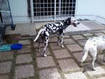 That is me, Trudy and my spots are just beautiful, So adopt us and dont separate us, I love her