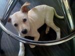 Sitting quietly under the chair