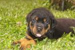 Rottweiler Puppies - Rottweiler Dog