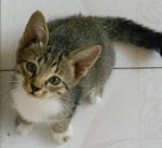 [ADOPTED by Volrath] Lambda: Please Adopt Me!