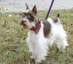 Pure Parti Color Mini Schnauzer  - Schnauzer Dog