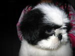 Shih Tzu Puppy - Shih Tzu Dog