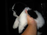 Shih Tzu Puppy - Shih Tzu Dog