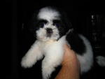 Shih Tzu Puppy - Shih Tzu Dog