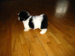 Shih Tzu Puppy - Shih Tzu Dog