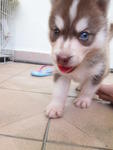 Siberian Husky Puppy - Siberian Husky Dog