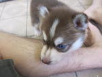 Siberian Husky Puppy - Siberian Husky Dog