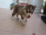 Siberian Husky Puppy - Siberian Husky Dog