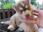 Siberian Husky Puppy - Siberian Husky Dog