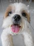 Lessie - Shih Tzu Dog