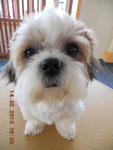 Lessie - Shih Tzu Dog