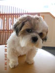 Lessie - Shih Tzu Dog