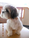 Lessie - Shih Tzu Dog