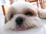 Lessie - Shih Tzu Dog