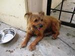 Terrier Mixed Found In Kepong, Kl - Terrier Dog