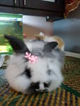 Arang (Proven)  - Angora Rabbit Rabbit