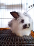 Arang (Proven)  - Angora Rabbit Rabbit