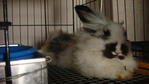 Arang (Proven)  - Angora Rabbit Rabbit