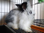 Arang (Proven)  - Angora Rabbit Rabbit