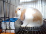 Oren - Holland Lop Rabbit