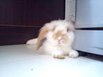 Oren - Holland Lop Rabbit