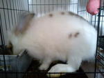 Ayang(Proven) - English Spot Rabbit