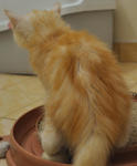 Figoro - Domestic Medium Hair Cat