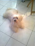 Romy - Maltese Dog