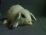 Gate Rabbit  Lop Ear - Lop Eared Rabbit